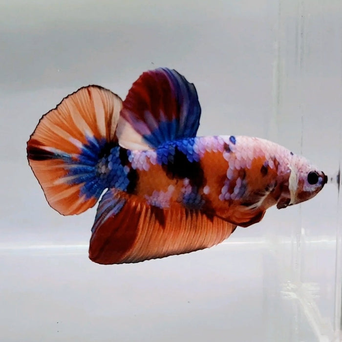 Giant Galaxy Koi Male Betta Fish GB-0518