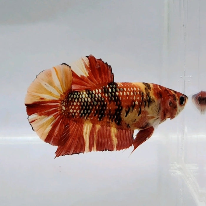 Tiger Copper Koi Female Betta Fish GK-0517