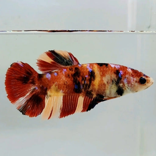 Giant Nemo Koi Female Betta Fish GB-0516