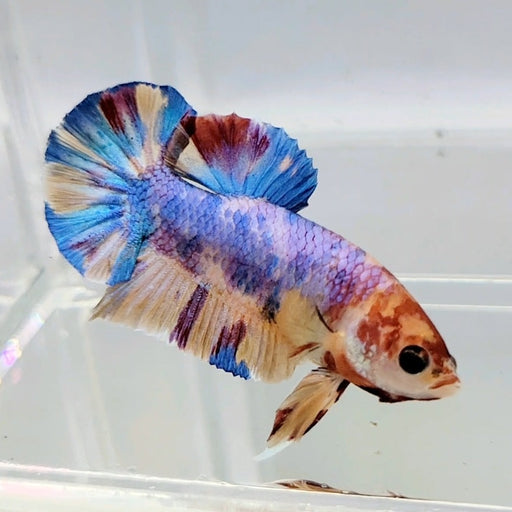 Candy Galaxy Koi Male Betta Fish GK-0525