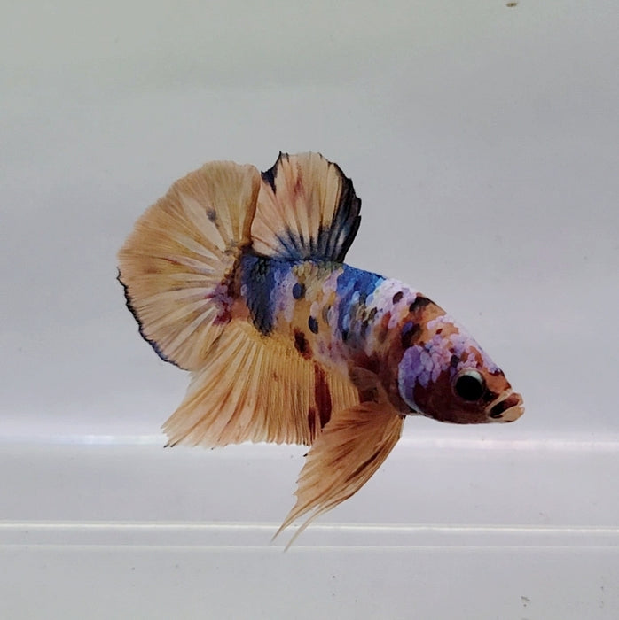 Galaxy Koi Male Betta Fish GK-0530