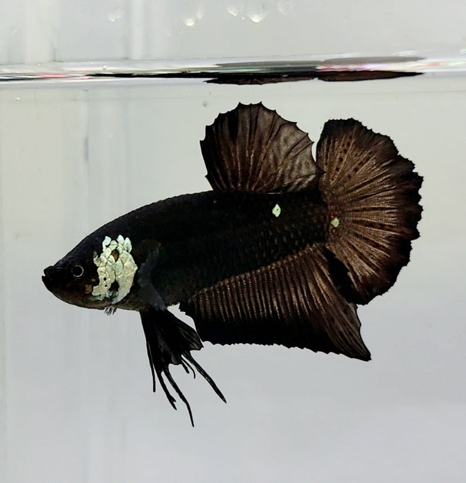 Black Mamba Male Betta Fish BS-0533