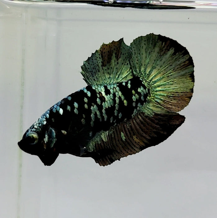 Black Star Avatar Male Betta Fish BS-0535