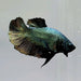 Copper Avatar Male Betta Fish GK-0537