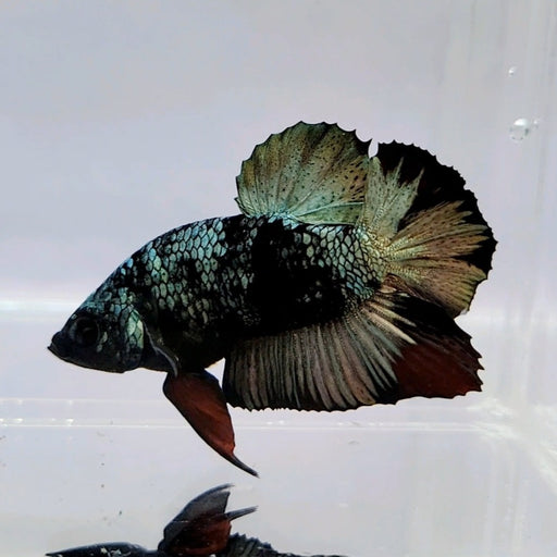 Red Star Avatar Male Betta Fish GK-0539