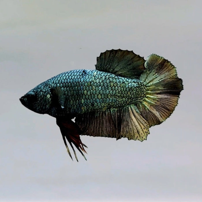 Copper Avatar Male Betta Fish GK-0538