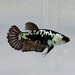 Black Mamba Female Betta Fish BS-0542