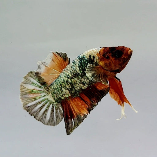 Rose Gold Copper Koi Male Betta Fish CK-0543