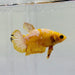 Yellow Hellboy Female Betta Fish YH-0544