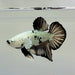 Snow Mamba Male Betta Fish BS-0548
