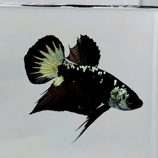 Black Samurai Male Betta Fish BS-0550