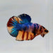 Galaxy Koi Male Betta Fish GK-0552