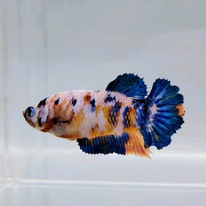 Galaxy Koi Female Betta Fish GK-0553