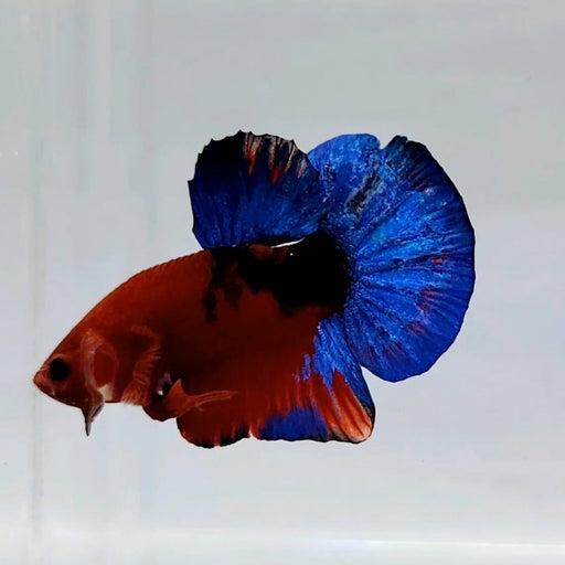 Hellboy Male Betta Fish GK-0554