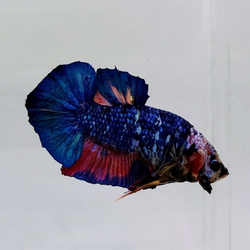 Galaxy Koi Male Betta Fish GK-0556