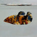 Galaxy Koi Male Betta Fish GK-0557