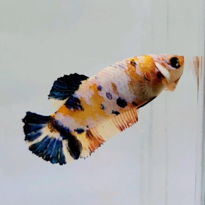 Galaxy Koi Male Betta Fish GK-0559