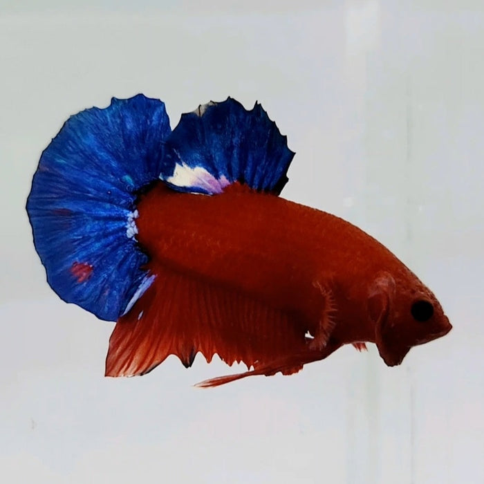 Hellboy Male Betta Fish HB-0564