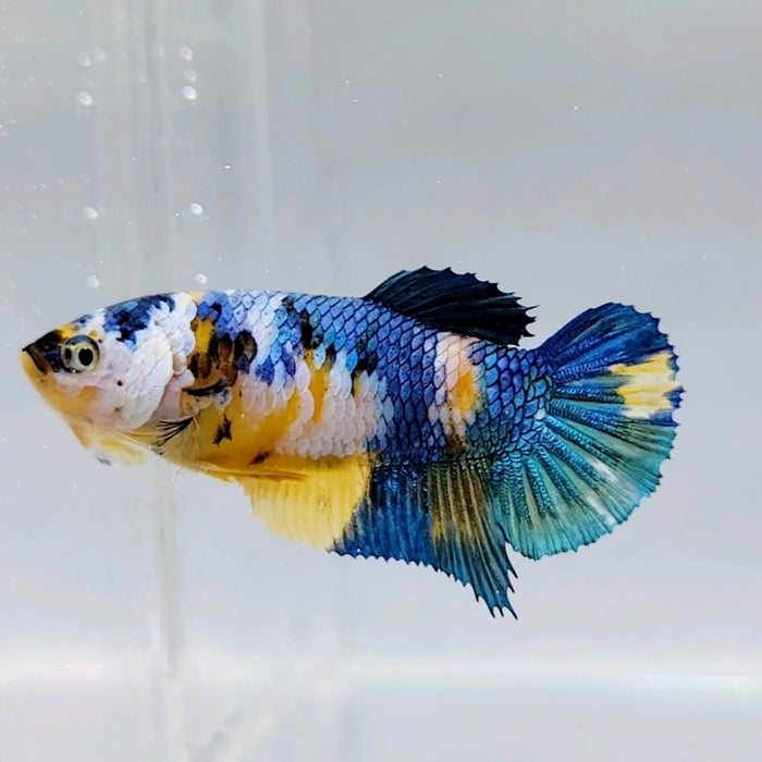 Blue Marble Female Betta Fish BM-0565
