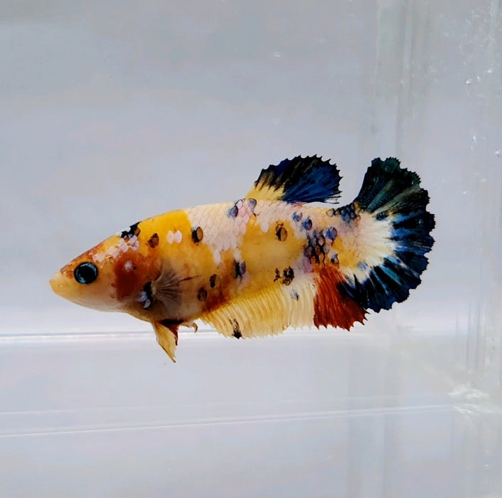 Galaxy Koi Female Betta Fish GK-0567