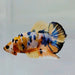 Galaxy Koi Male Betta Fish GK-0569