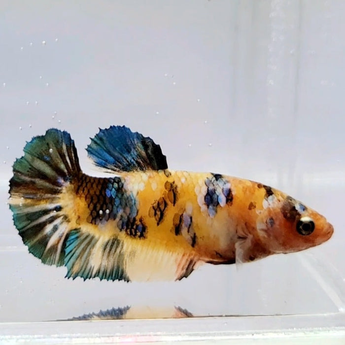 Galaxy Koi Female Betta Fish GK-0572