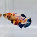 Candy Galaxy Koi Female Betta Fish GK-0574