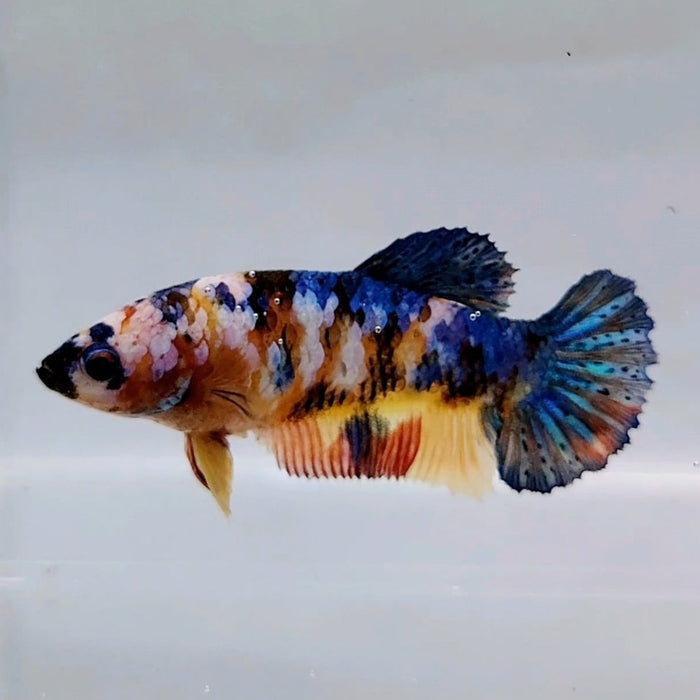Galaxy Koi Female Betta Fish GK-0575