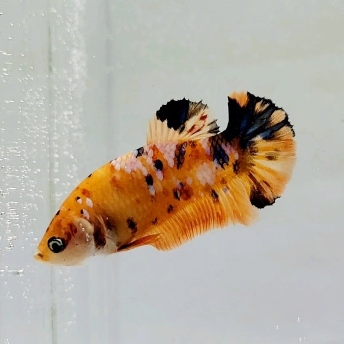 Galaxy Koi Female Betta Fish GK-0576
