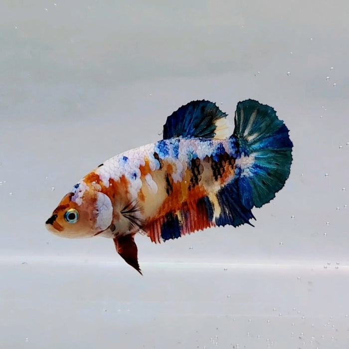 Galaxy Koi Female Betta Fish GK-0577