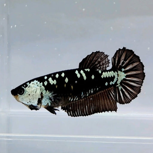 Black Mamba Female Betta Fish BS-0578