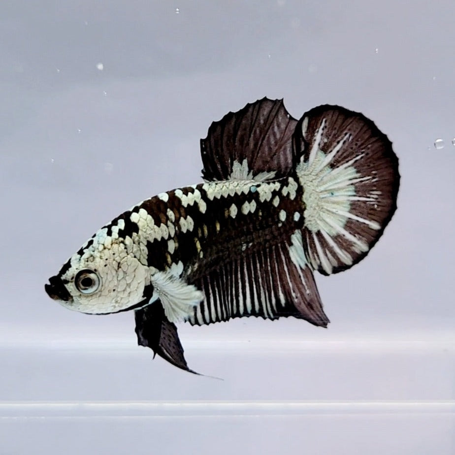 Black Samurai Male Betta Fish BS-0579 — JV Betta
