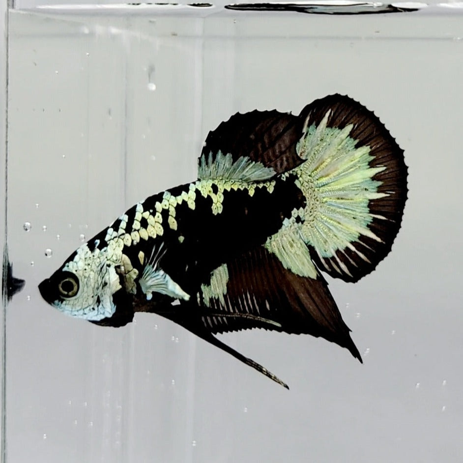 Black Samurai Male Betta Fish BS0580 — JV Betta