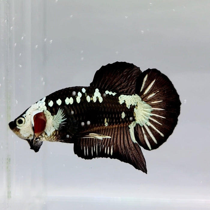 Black Mamba Male Betta Fish BS-0581