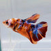 Giant Galaxy Koi Male Betta Fish GB-0582