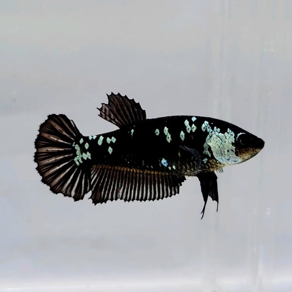 Black Mamba Female Betta Fish BS-0584 — JV Betta