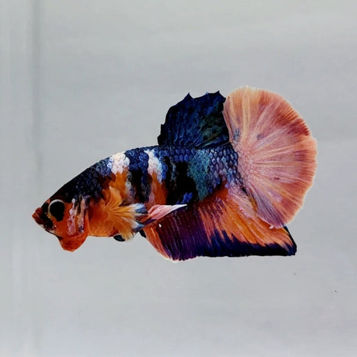 Candy Galaxy Koi Male Betta Fish GK-0586