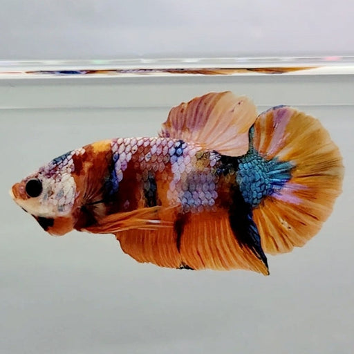 Galaxy Koi Male Betta Fish GK-0589