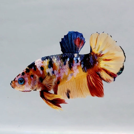 Galaxy Koi Male Betta Fish GK-0592