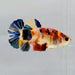 Galaxy Koi Female Betta Fish GK-0594