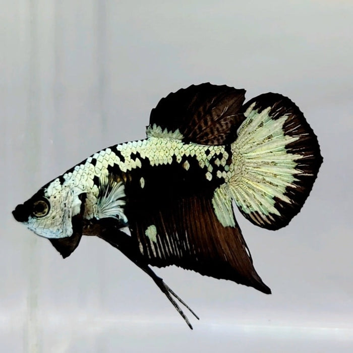 Black Samurai Male Betta Fish BS-0596 β JV Betta