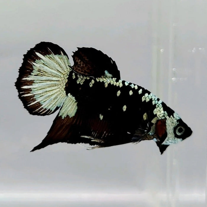 Black Samurai Male Betta Fish BS-0597