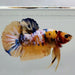 Galaxy Koi Male Betta Fish GK-0598