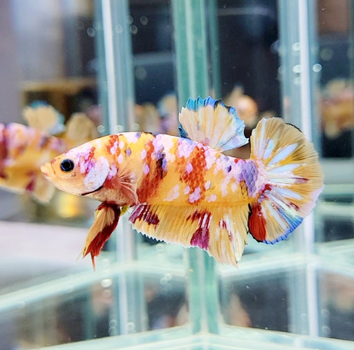 Candy Nemo Koi Female Betta Fish GK-0599