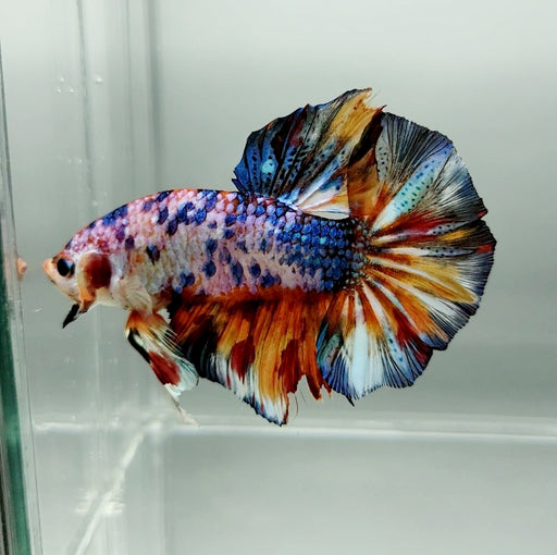 Candy Koi Giant Betta Fish Male GB-0601