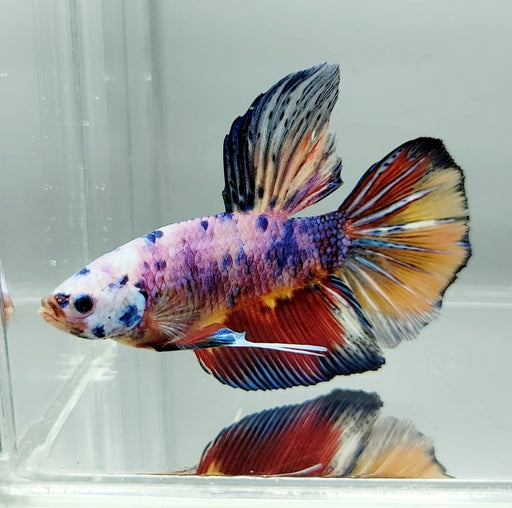 Candy Koi Giant Betta Fish Male GB-0602