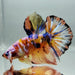 Galaxy Koi Giant Betta Fish Male GB-0603
