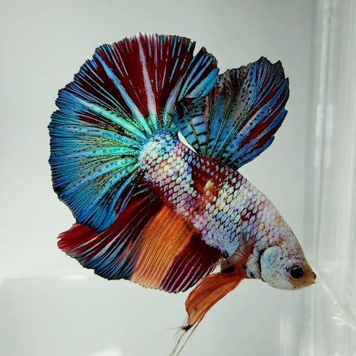 Candy Koi Giant Betta Fish Male GB-0605