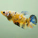 Galaxy Koi Giant Betta Fish Female GB-0610