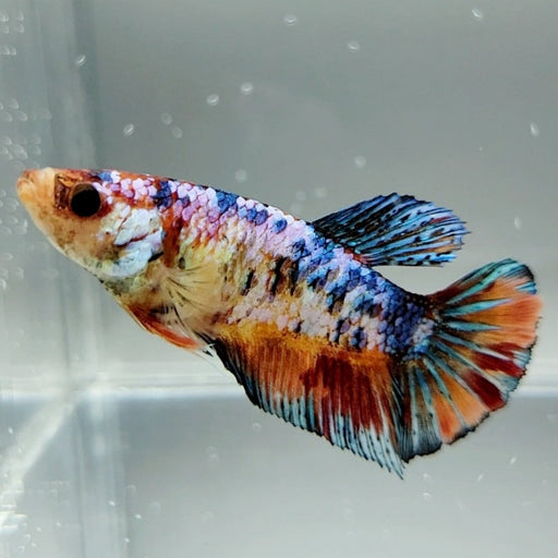 Candy Koi Giant Betta Fish Female GB-0608